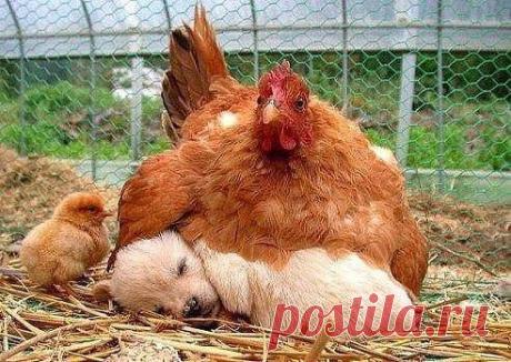 (38) Одноклассники