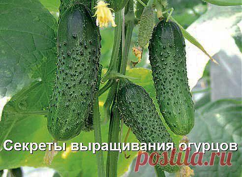 Огурцы на плёнке - этот способ увеличит ваш урожай в разы!.