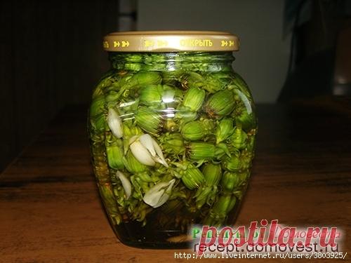 "Каперсы" из одуванчика (маринованные соцветия одуванчика)