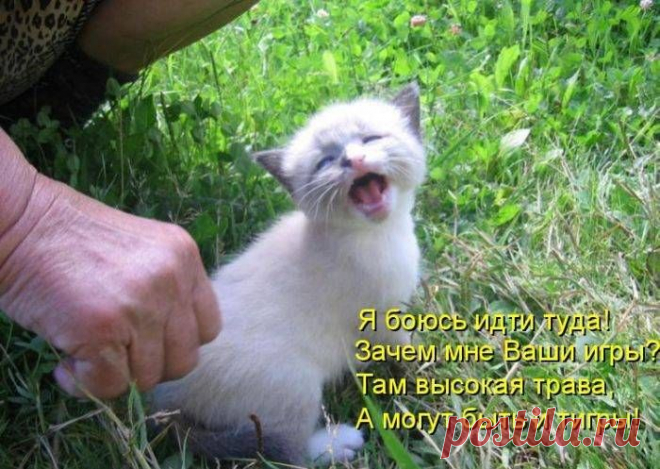 Котоматрица...- Я люблю тебя до слёз...Каждый день, как в первый раз!