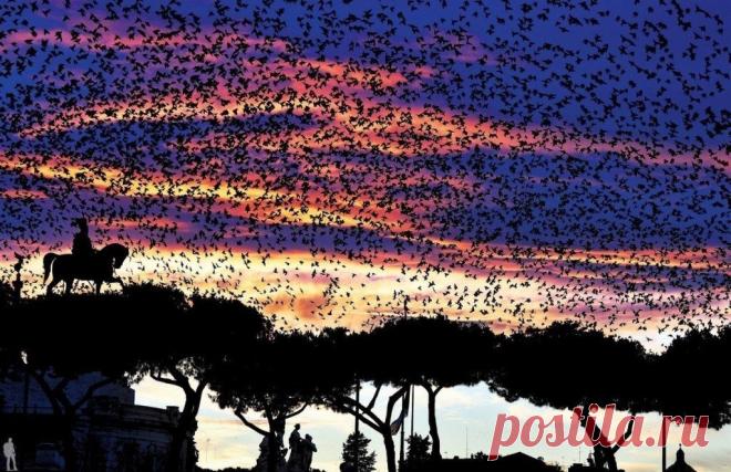 Большая стая скворцов пролетает над Алтарем Отечества в Риме
