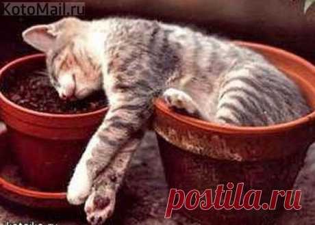 Парник для рассады!