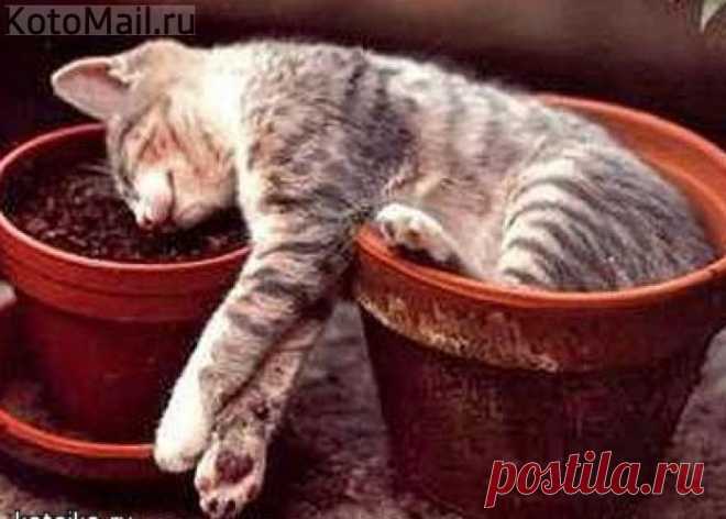 Парник для рассады!