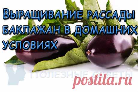Выращивание рассады баклажан в домашних условиях