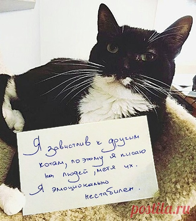 24 кота, которые подняли дерзость на новый уровень