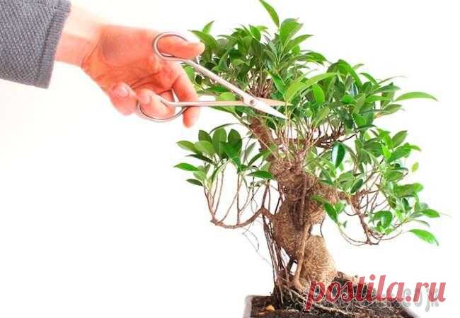 Как вырастить бонсай из фикуса, волшебство искусства