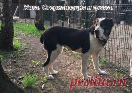 Азиат Ко New Life