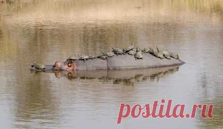 Черепашки беззастенчиво используют спину бегемота, чтобы погреться на солнышке.