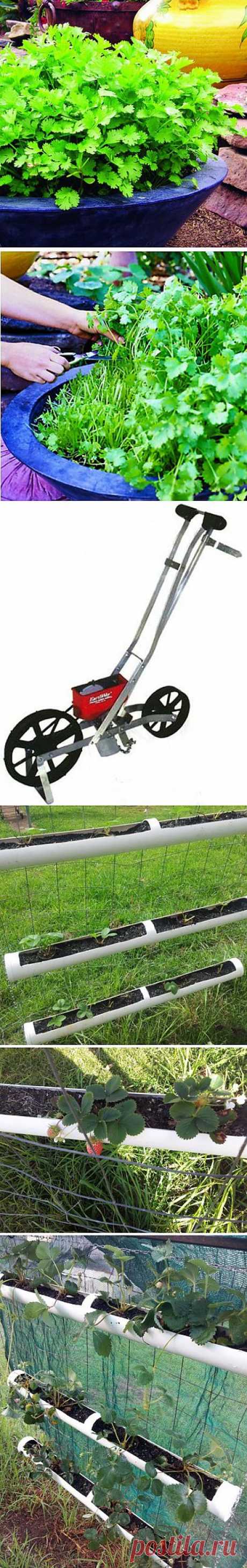 Советы огородникам и садоводам.