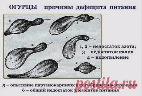 Огурцы 
 
Маленькая памятка, которая поможет понять, чего именно не хватает вашим огурчикам. 
Чтобы не было горечи 
Хочу поделиться огуречными тонкостями. Чтобы иметь хорошие семена, надо с умом выбрать семенной огурец. Мужской тип огурца имеет как бы трехгранную форму, а женский - четырехгранную. Из семян огурца-"мужчины" получаются растения с обильным пустоцветом, а огурец-"женщина" дает много завязи. 
 
Чтобы различить тип плода, надо разрезать огурец поперек и взглянуть, в какой форме распо