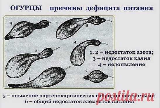 Огурцы 
 
Маленькая памятка, которая поможет понять, чего именно не хватает вашим огурчикам. 
Чтобы не было горечи 
Хочу поделиться огуречными тонкостями. Чтобы иметь хорошие семена, надо с умом выбрать семенной огурец. Мужской тип огурца имеет как бы трехгранную форму, а женский - четырехгранную. Из семян огурца-