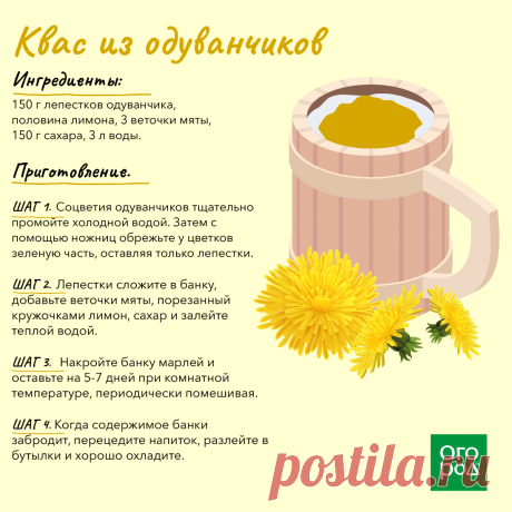 Квас из одуванчиков