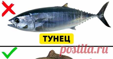 9 видов рыбы, которые не стоит есть