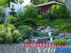 Живая изгородь, как часть ландшафта