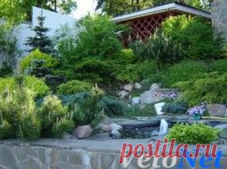 Живая изгородь, как часть ландшафта