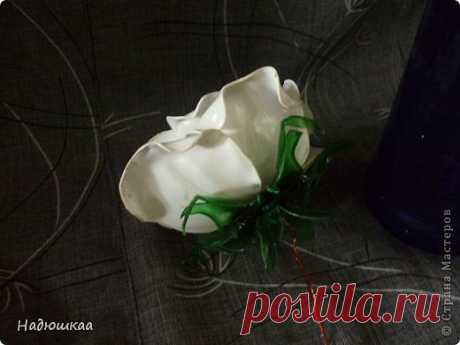 Белая роза