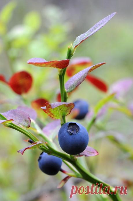 Регулярное потребление черники (и др.) значительно улучшает мужское здоровье | Образовательная программа: компендиум здоровья.