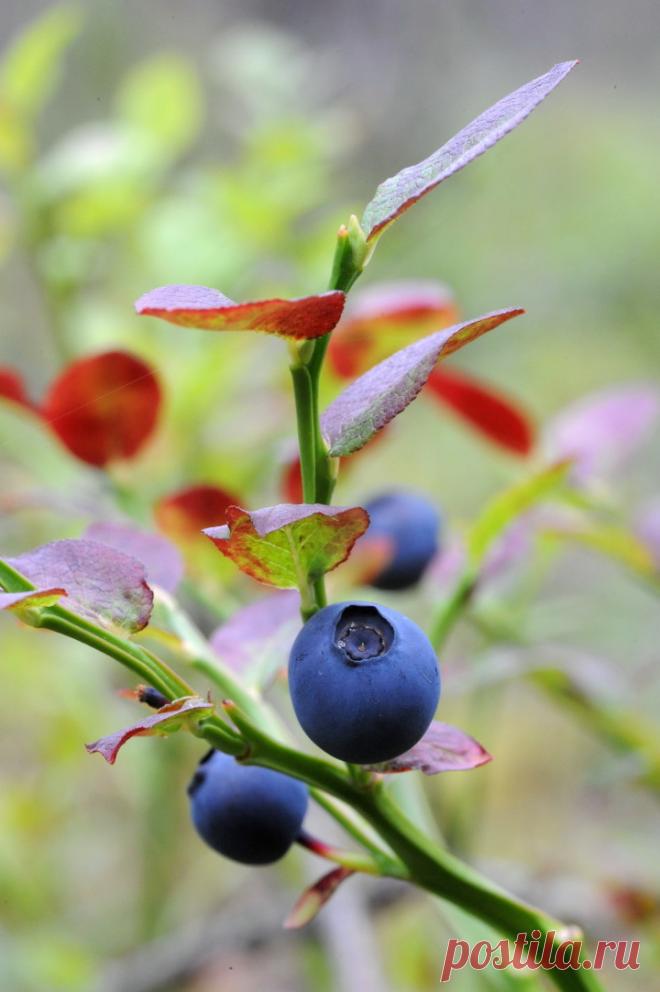 Регулярное потребление черники (и др.) значительно улучшает мужское здоровье | Образовательная программа: компендиум здоровья.