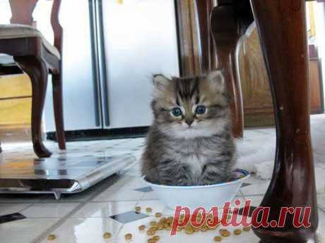 коты