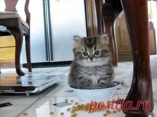 коты