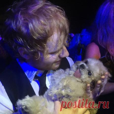 Собака Марни, которая живет насыщенной жизнью!