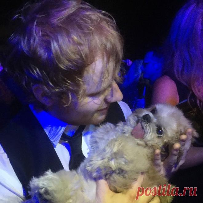 Собака Марни, которая живет насыщенной жизнью!