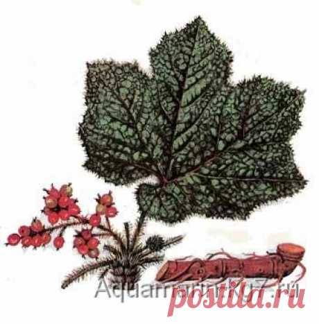 заманиха