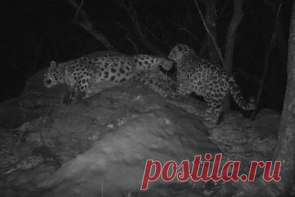 Процесс воспитания котенка леопарда в Приморье попал на видео. В Приморье попал на видео процесс воспитания котенка самкой дальневосточного леопарда. Ролик был опубликован в Telegram-канале нацпарка «Земля леопарда». На кадрах видно, как молодой леопард не дает матери отдохнуть и активно пытается вовлечь ее в игру, однако самка тактично отталкивает его задней лапой.