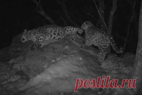 Процесс воспитания котенка леопарда в Приморье попал на видео. В Приморье попал на видео процесс воспитания котенка самкой дальневосточного леопарда. Ролик был опубликован в Telegram-канале нацпарка «Земля леопарда». На кадрах видно, как молодой леопард не дает матери отдохнуть и активно пытается вовлечь ее в игру, однако самка тактично отталкивает его задней лапой.