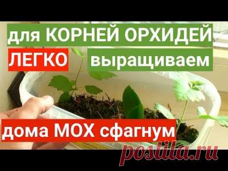 ЛУЧШИЙ для КОРНЕЙ ОРХИДЕЙ НАРАЩИВАТЕЛЬ - мох сфагнум ЛЕГКО ВЫРАСТИТЬ дома