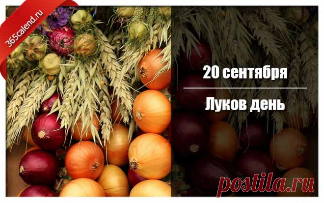 Девушки заплетали луковицы в косы, моля святого Луку о красоте и крепости волос.