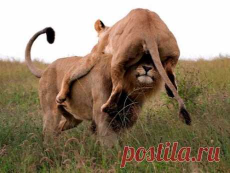 Самые смешные лентяи и любители покататься на других