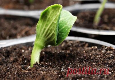 Сроки посадки рассады | Экоземледелие