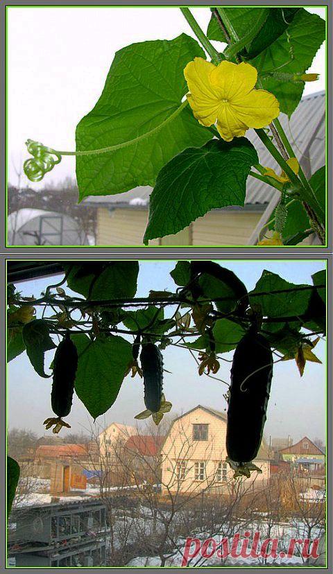 Огурцы, это не только ценный овощ, но и прекрасный мех, ой, ЗЕЛЕНЬ, яркий цветок, и отличное весеннее настроение! Кролики-это не только ценный мех...