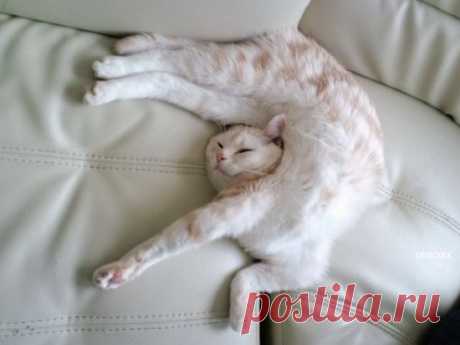 Cute&Cool Pets 4U: милые смешные картинки с котиками