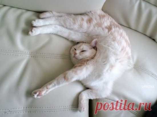 Cute&Cool Pets 4U: милые смешные картинки с котиками