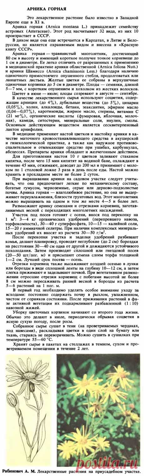 Арника горная