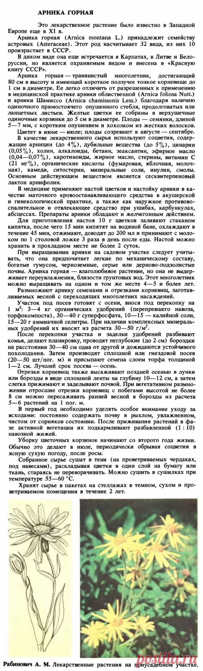 Арника горная