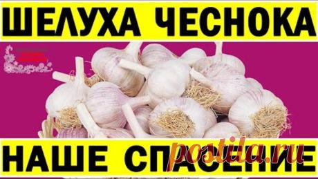 То, что я делаю с чесноком, перевернёт ваше сознание! Никогда не выбрасывайте шелуху чеснока