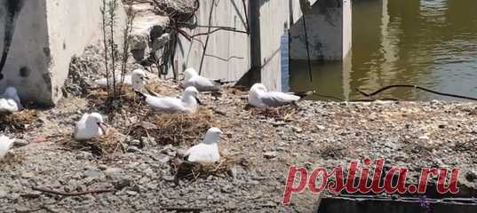 После землетрясения 2011 года одно из разрушенных зданий в городе Крайстчерч облюбовали чайки, находящиеся под угрозой исчезновения. Сперва все радовались восстановлению популяции, но с годами чайки всё никак не собрались улетать – а ведь место нужно восстановить и перестроить.