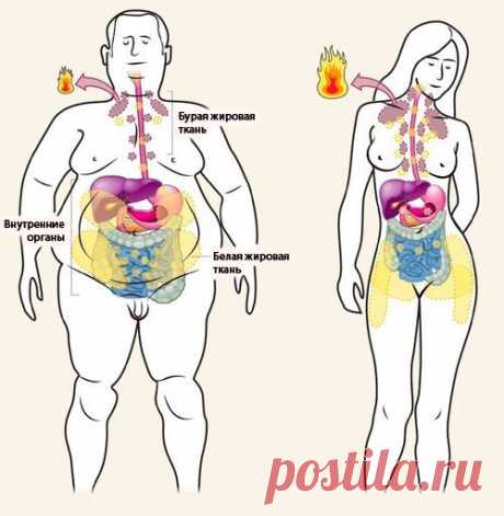 Рыбий жир способствует похудению за счет превращения белого жира в бежевый BicepsClub - бодибилдинг, фитнес, упражнения: Рыбий жир способствует похудению за счет превращения белого жира в бежевый. Специалисты из ...