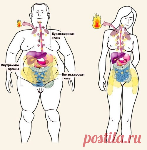 Рыбий жир способствует похудению за счет превращения белого жира в бежевый BicepsClub - бодибилдинг, фитнес, упражнения: Рыбий жир способствует похудению за счет превращения белого жира в бежевый. Специалисты из ...