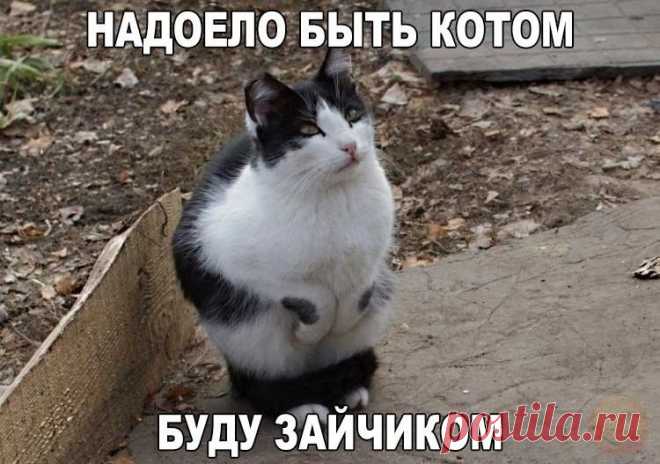 весёлые картинки для поднятия настроения – Google Поиск