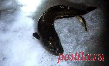 Ловля налима в феврале