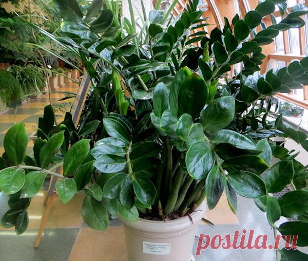 КАК УХАЖИВАТЬ ЗА «ДОЛЛАРОВЫМ ДЕРЕВОМ», ЧТОБЫ ОНО ЗАЦВЕЛО И ПЫШНО РОСЛО. СОВЕТЫ ФЛОРИСТОВ Долларовое дерево сейчас стоит во многих домах. Но не каждая хозяйка знает, как правильно за ним ухаживать, чтобы листва была красивой и глянцевой. Раскроем секреты флористов.



 Замиокулькас («долларовое дерево») — красивое вечнозеленое комнатное растение с яркими глянцевыми листьями-перьями.