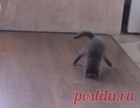 Стойка на ушах | Позитив