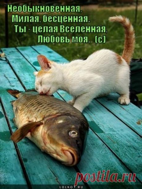 Есть улов! | KotoMail.ru