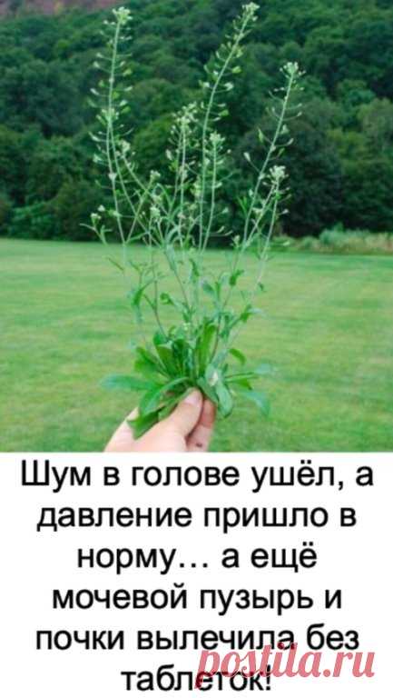 Можно очистить сосуды и вернуть им гибкость без аптечных средств! И в этом отлично помогает пастушья сумка!

Это растение помогает ноpмализовать давление, избавляет от головной боли, заживляет раны, улучшает работу ЖКТ, лечит почки, мочевой, печень, сосуды, нервную систему. Вот как нужно использовать растение для чистки сосудов. Рецепт первый
Понадобится:

Листья пастушьей сумки — 1 ч. л.;
Вода — 1 ст.
Приготовление и применение: Залейте с вечера листики холодной водой. Ут...