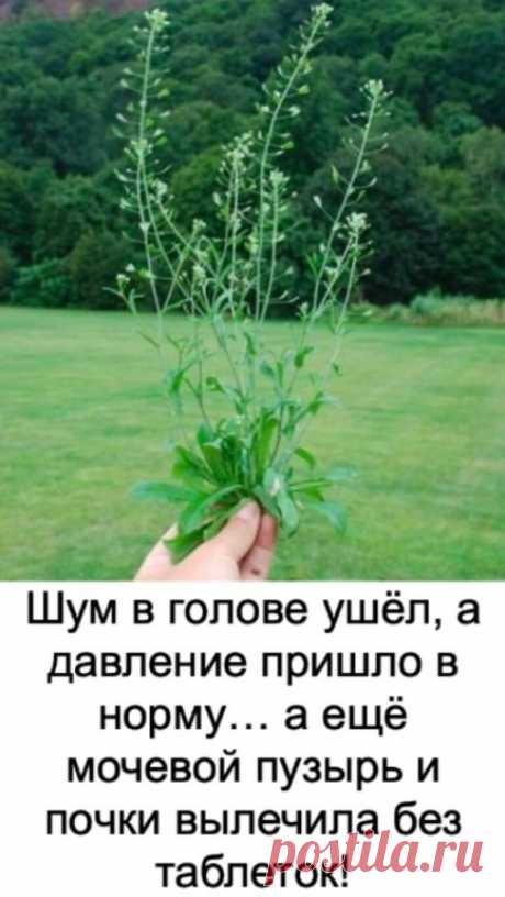 Можно очистить сосуды и вернуть им гибкость без аптечных средств! И в этом отлично помогает пастушья сумка!

Это растение помогает ноpмализовать давление, избавляет от головной боли, заживляет раны, улучшает работу ЖКТ, лечит почки, мочевой, печень, сосуды, нервную систему. Вот как нужно использовать растение для чистки сосудов. Рецепт первый
Понадобится:

Листья пастушьей сумки — 1 ч. л.;
Вода — 1 ст.
Приготовление и применение: Залейте с вечера листики холодной водой. Ут...