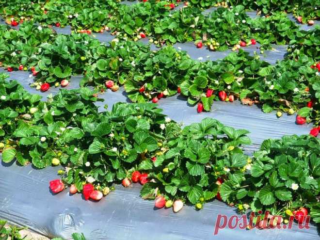 Советы дачников — 6 соток
